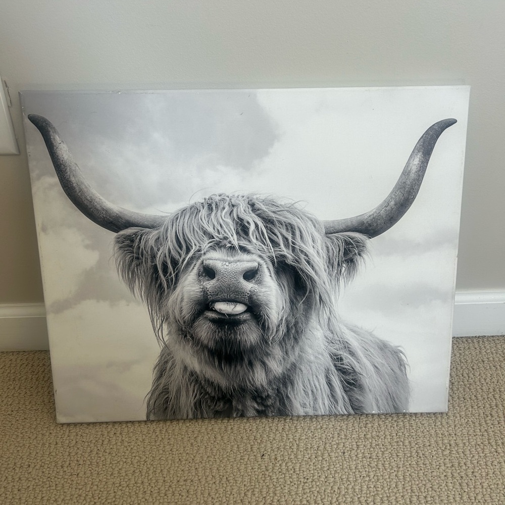 Highland cow b&w canvas